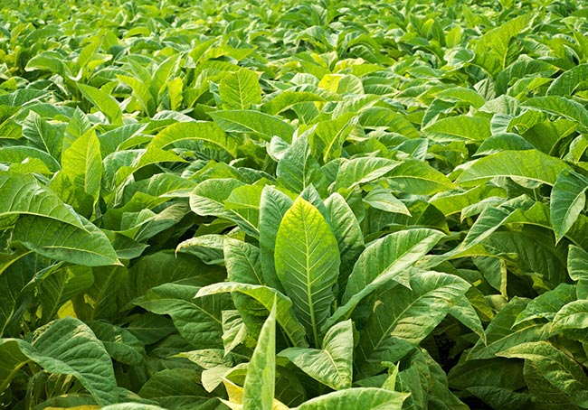 Tobacco plants - still the main source of nicotine, even in non-combustible forms. 