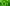 Mint leaves