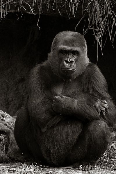 A dour looking gorilla.
