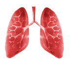An animated pictures of lungs.
