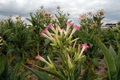 Tobacco flowers under a cloudy sky. 