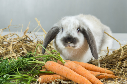 Image of a Rabbit