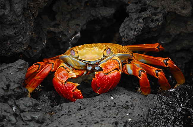 Crab on some rocks